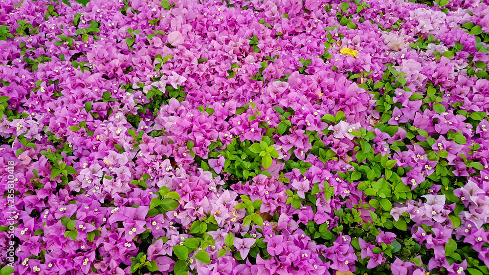 large pink bougainvillea plant under tropical climate large pink bougainvillea plant under tropical climate