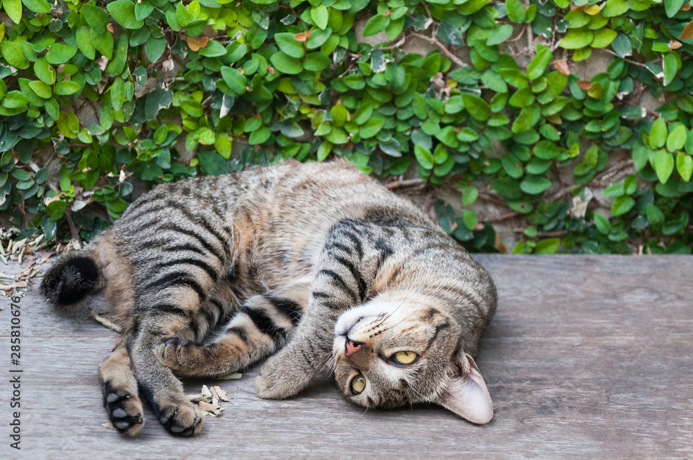 Sleepy tabby cat on the wooden floor ,brown Cute cat, cat lying, playful cat relaxing vacation