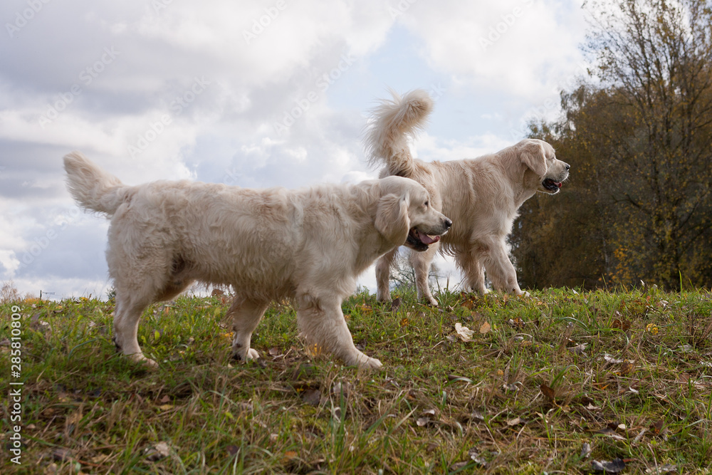 Obraz premium Labrador Retriever running in a grass field. Dog walking and playing in park. Happy pet in the wild