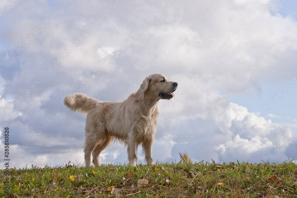 Labrador Retriever running in a grass field. Dog walking and playing in park. Happy pet in the wild Labrador Retriever running in a grass field. Dog walking and playing in park. Happy pet in the wild