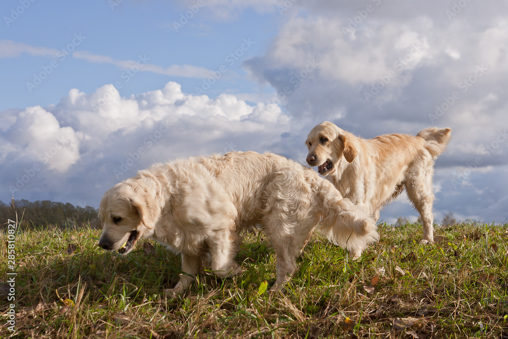Obraz premium Labrador Retriever running in a grass field. Dog walking and playing in park. Happy pet in the wild