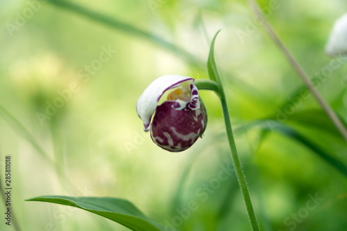 Rare species of wild mini orchid Lady slipper spotted (Cypripedium guttatum) in the forest, on a sunny day. photo