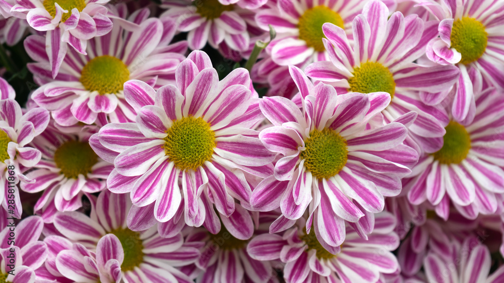 pink and white daisy chrysanthemum flowers bouquet background. pink and white daisy chrysanthemum flowers bouquet background.