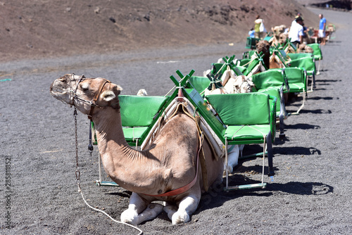 Group of camels waiting in the sun to transport tourists over volcanic landscape, Spain, Lanzarote, Canary Islands © akturer