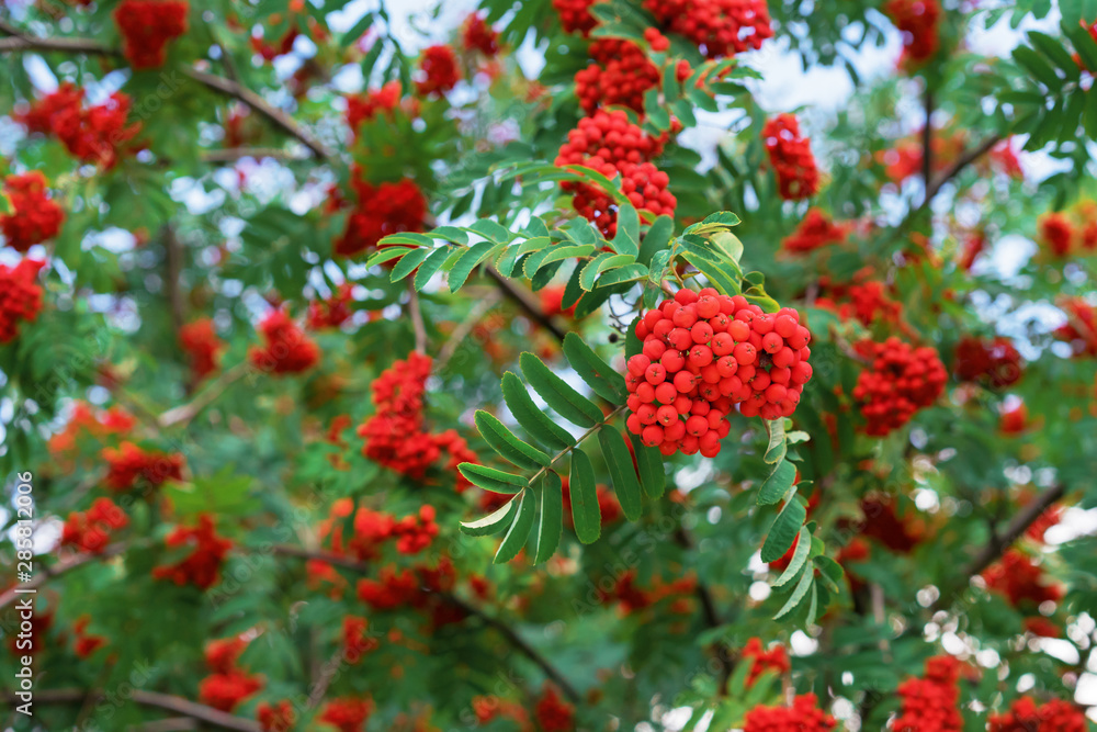 Red rowan berries. Clusters of red rowan berries.