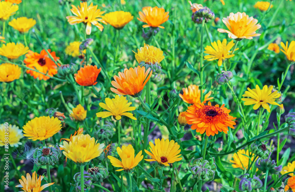Marigold flowers or calendula in the autumn garden. Marigold flowers or calendula in the autumn garden.
