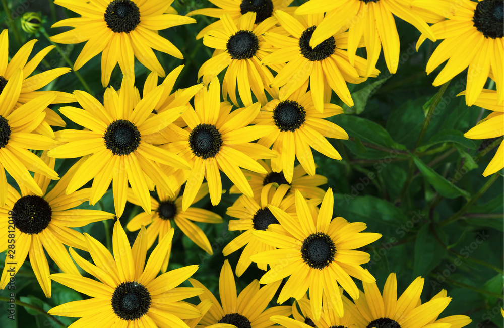 Yellow echinacea or rudbeckia on a green background.