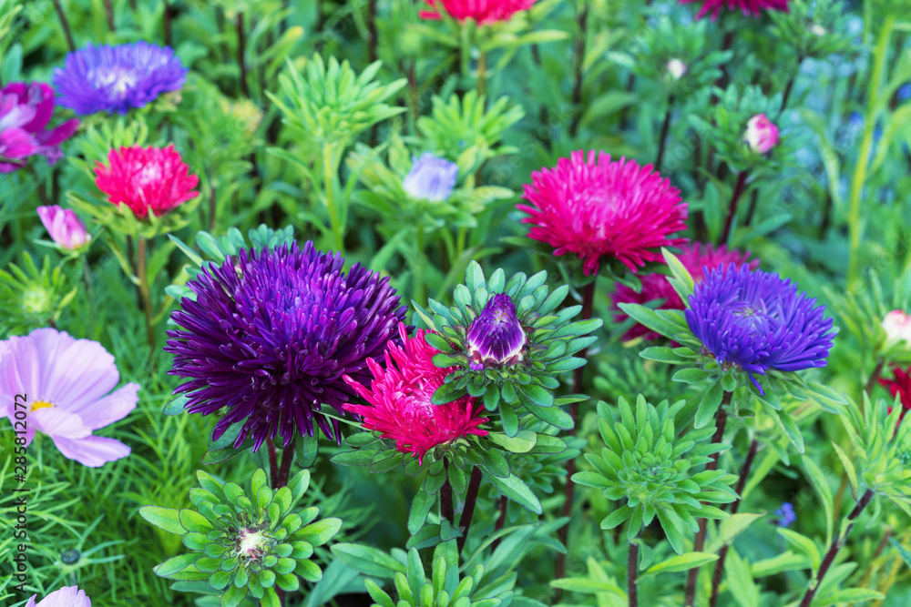 Aster flowers. Pink and purple asters on a background of green leaves. Aster flowers. Pink and purple asters on a background of green leaves.