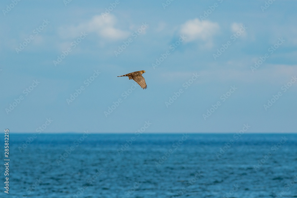 Bird of pray flying away from seagulls over the sea hoizon Bird of pray flying away from seagulls over the sea hoizon