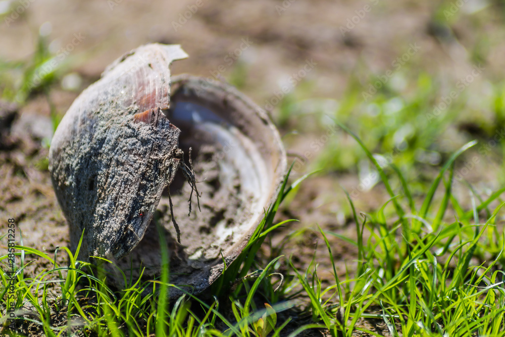 Fototapeta premium River shell on the shore