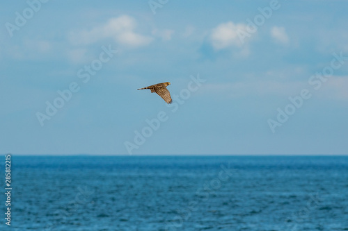 Bird of pray flying away from seagulls over the sea hoizon photo