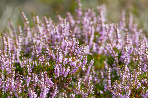Heather plant in the shoreline of Sweden