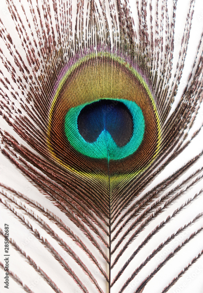 Obraz premium Peacock Feather Images