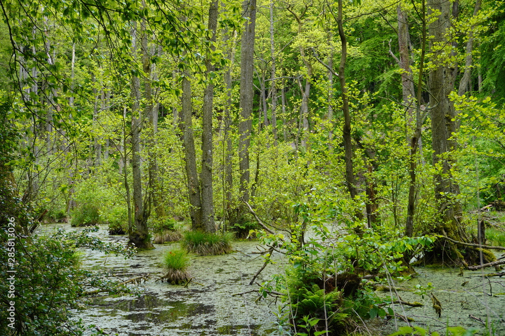 Forest on the island of Rügen