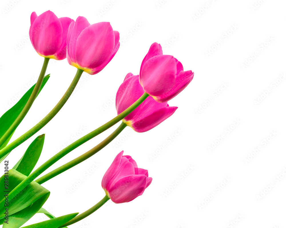 bouquet of tulips isolated on white