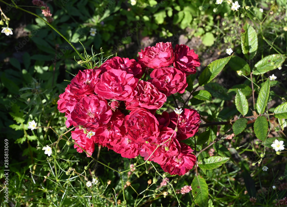 Blossoming red rose buds on a green lawn on a bright Sunny day. Blossoming red rose buds on a green lawn on a bright Sunny day.