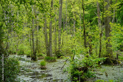 Forest on the island of R  gen