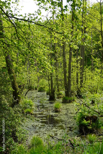 Forest on the island of R  gen