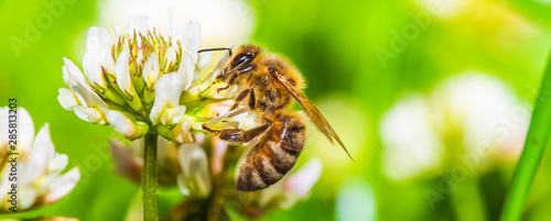 Honey bee on white flower while collecting pollen on green blurred background close up macro. photo