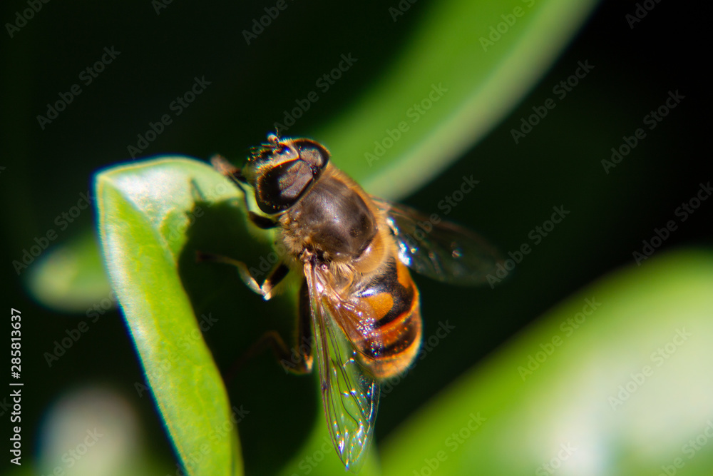 Closeup from a bee on a green leave