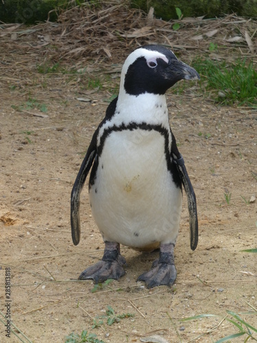 black footed penguin