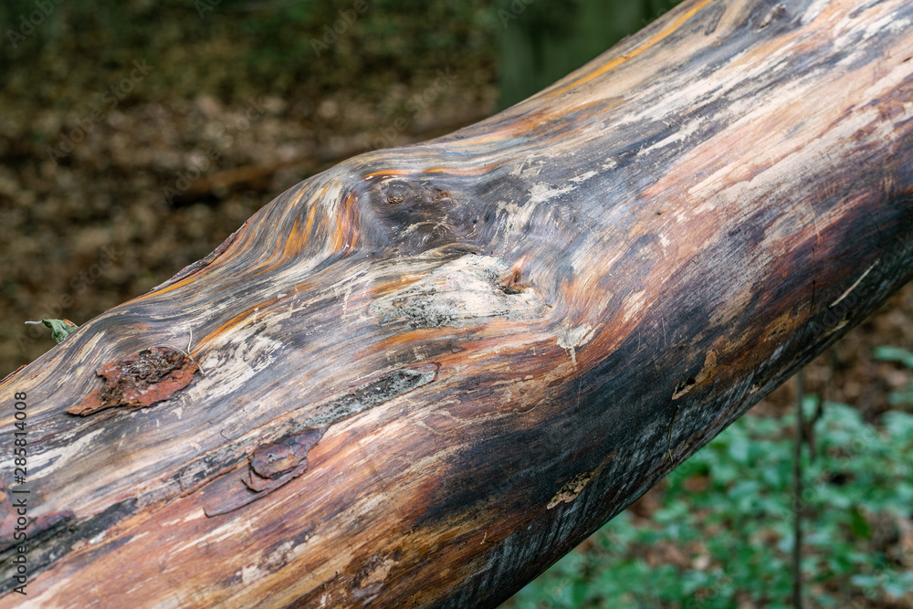 Detail of the beautifully grained wood of a pine trunk Detail of the beautifully grained wood of a pine trunk