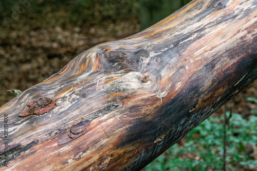 Detail of the beautifully grained wood of a pine trunk