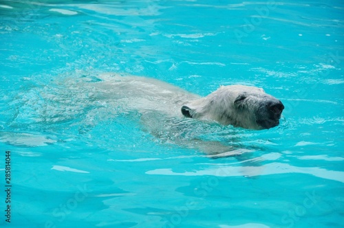 polar bear in the water
