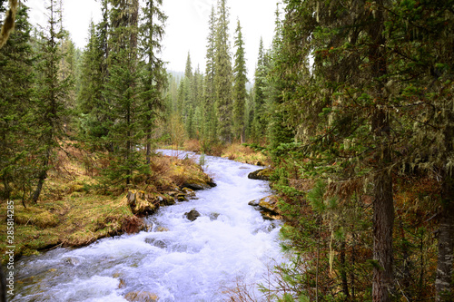 Nature Mountain mountains Pine Forest Spruce River Water Scenic panorama of a Green summer spring outdoor Sky