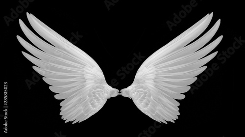 white wings of bird on black background photo
