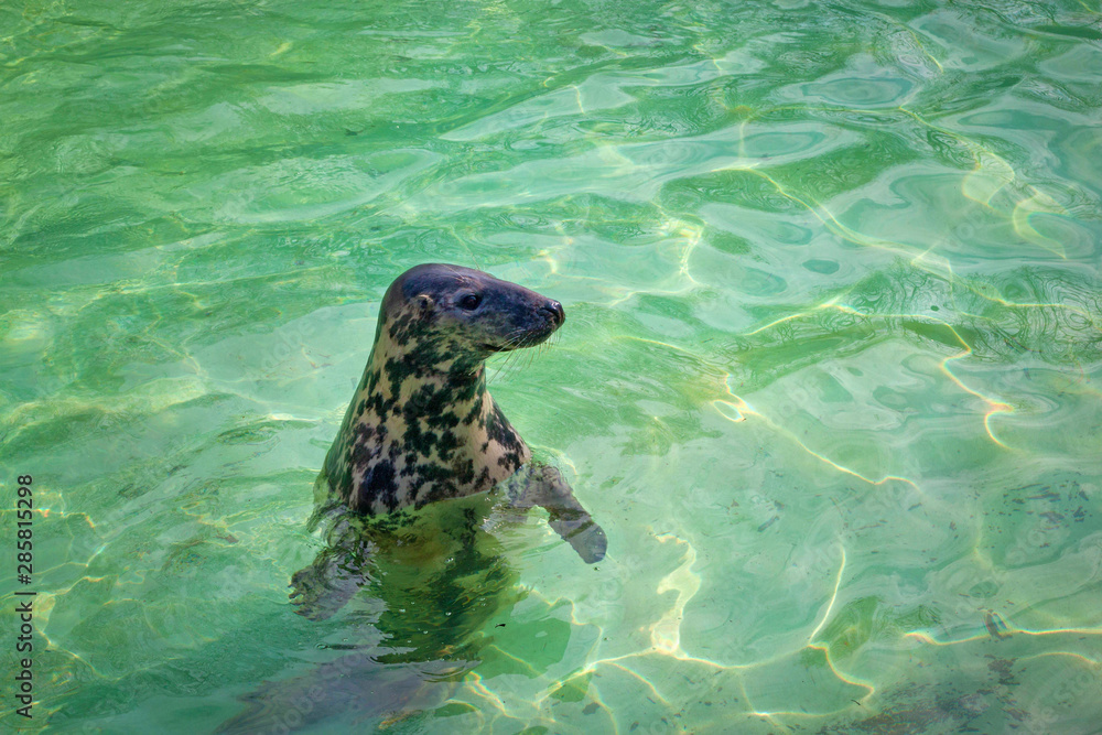 Fototapeta premium Baltic grey seal (Halichoerus grypus macrorhynchus) in the green water in a pool.