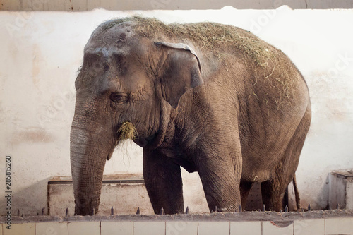 Big old Asian elephant at the zoo cage.