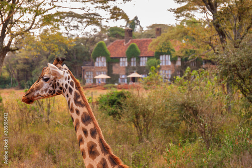 The Giraffe Centre located near Nairobi  Kenya