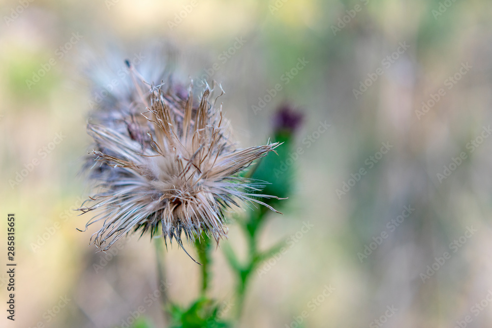 Fruits of a prickly meadow plant on a background of yellowed grass on a sunny summer day Fruits of a prickly meadow plant on a background of yellowed grass on a sunny summer day