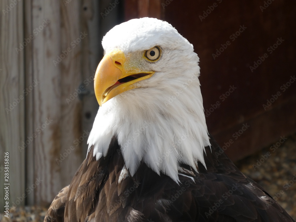 Obraz premium bald eagle