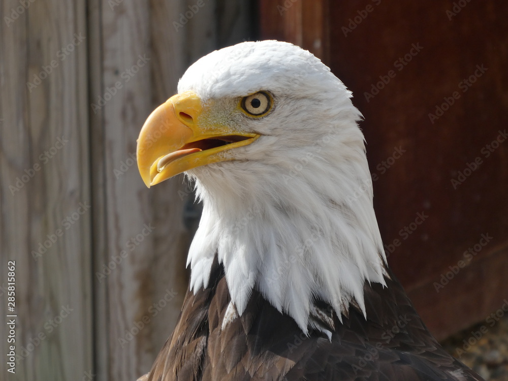 Obraz premium bald eagle