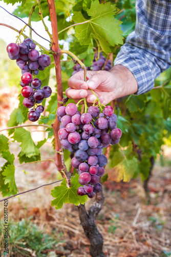 Caucasian winegrower working in an organic vineyard, he holds a bunch of ripe grapes with his hand. Traditional agriculture. Sardinia.