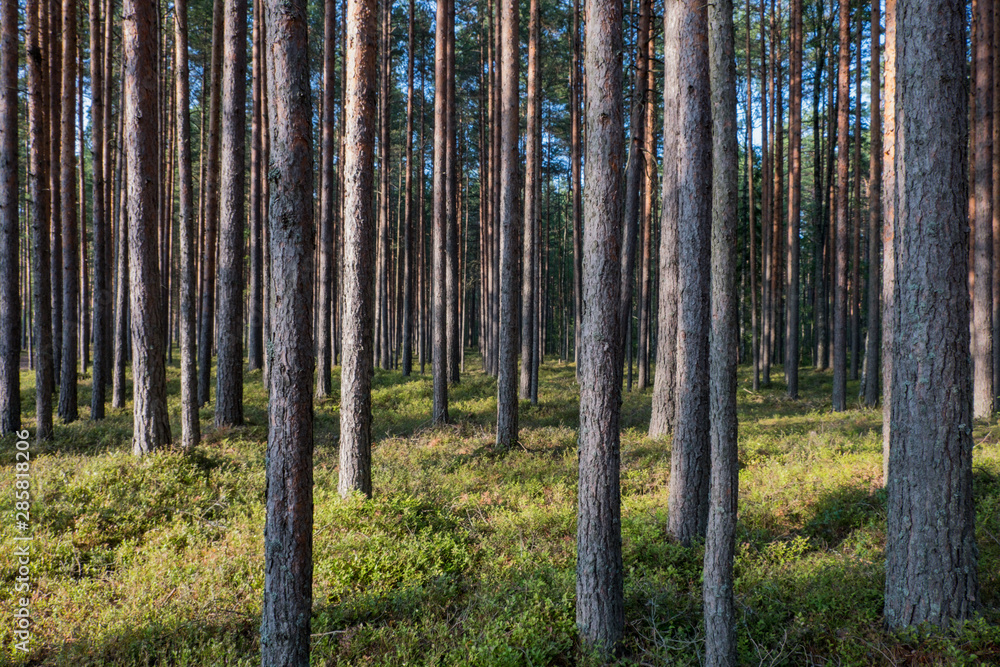 Landscape in the coniferous forest. Straight tree trunks. Pine trees grow straight and make a beautiful texture of thickets. Summer. day. Landscape in the coniferous forest. Straight tree trunks. Pine trees grow straight and make a beautiful texture of thickets. Summer. day.