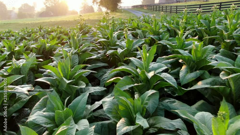 AERIAL CLOSE UP of blossoms on rows of tobacco plants in golden