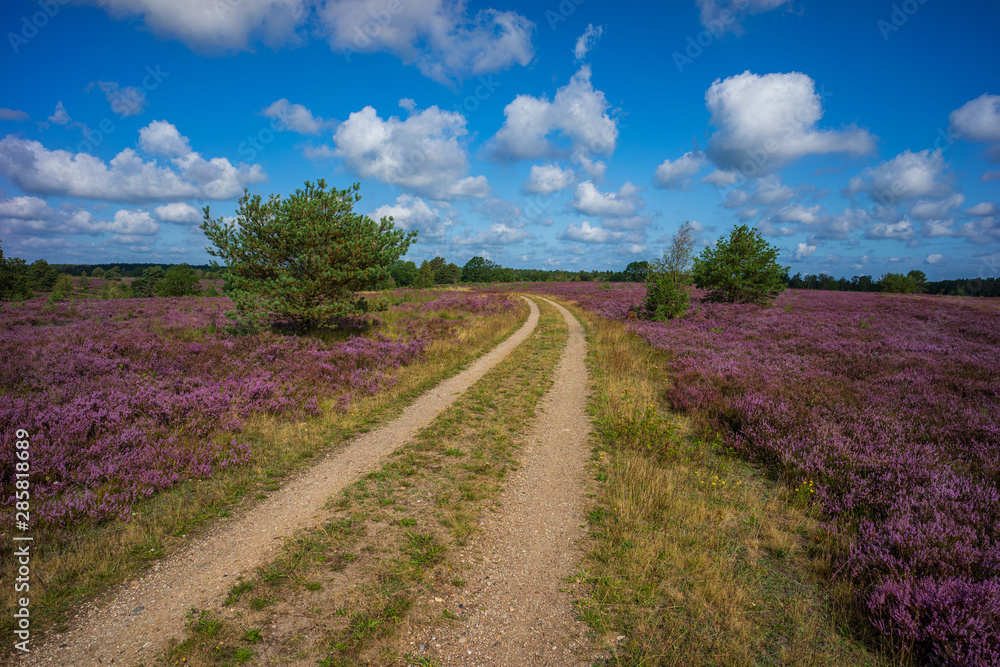 Lüneburger Heide - Heidschnuckenweg Lüneburger Heide - Heidschnuckenweg
