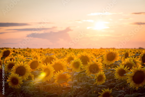 Sunflower landscape. Beautiful ripe blooming sunflowers against setting sun