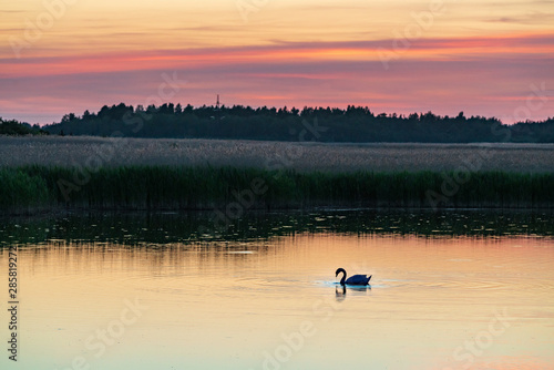 Evening sunlight on coast  pink and golden clouds  swan and sky reflection on water. Beach in summer. Seaside natural environment. Shore in Laelatu  small island in Estonia. Nature Reserve in North