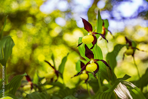 Wallpaper Mural Lady's Slipper Orchid flower. Yellow with red petals blooming flower in natural environment. Lady Slipper blossom bloom. Cypripedium calceolus. Torontodigital.ca