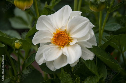 Flowers in the Park closeup