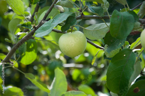 green apple on tree