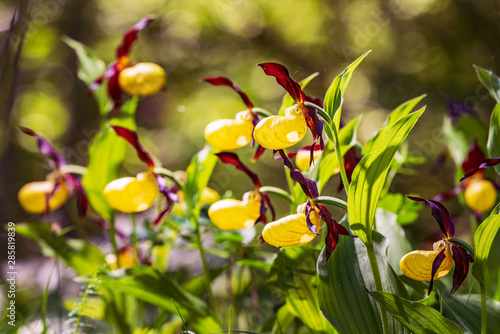 Wallpaper Mural Lady's Slipper Orchid flower. Yellow with red petals blooming flower in natural environment. Lady Slipper blossom bloom. Cypripedium calceolus. Torontodigital.ca