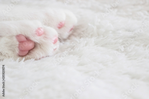 close up of pink kitten cat paw on white blanket  © cceliaphoto