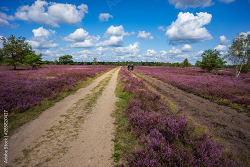 L  neburger Heide  - Heidschnuckenweg