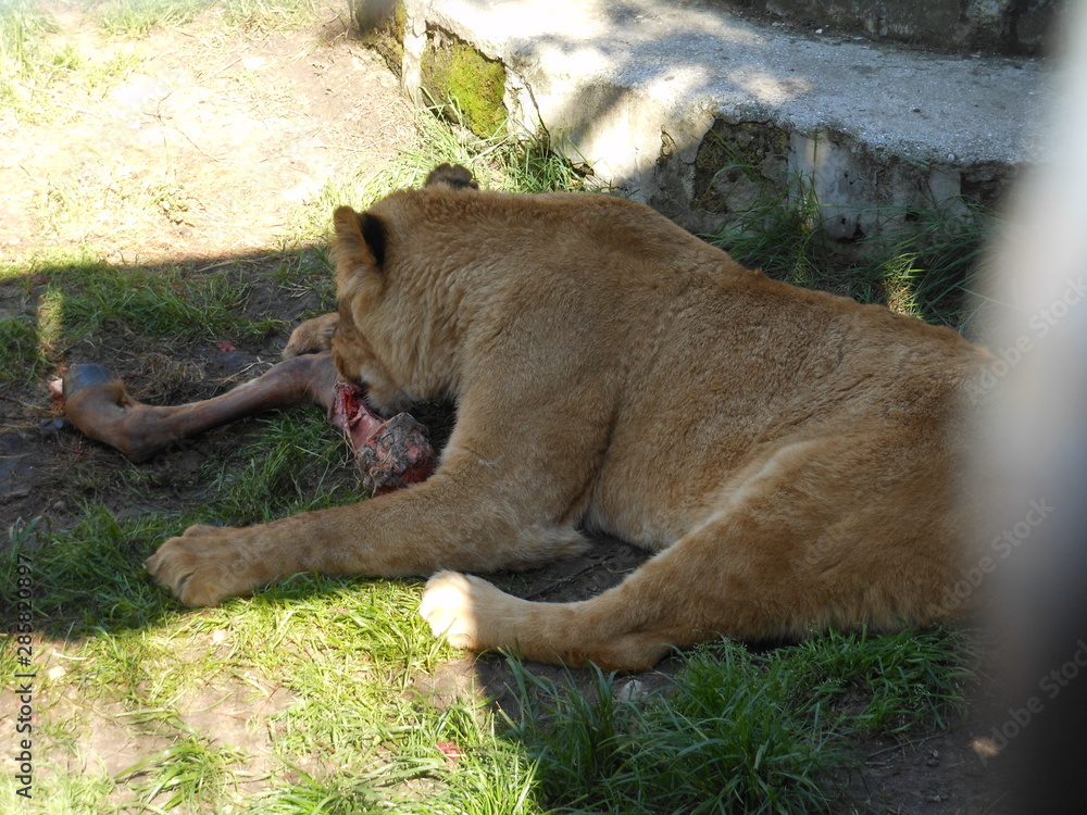 Obraz premium lion and lioness