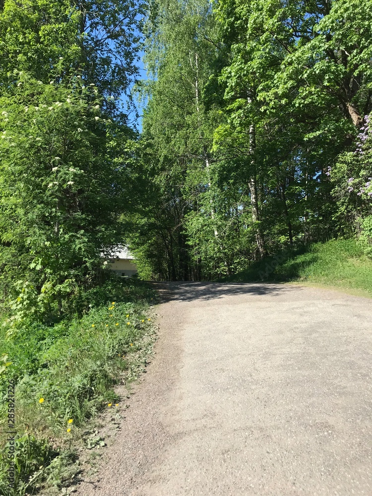 path in forest
